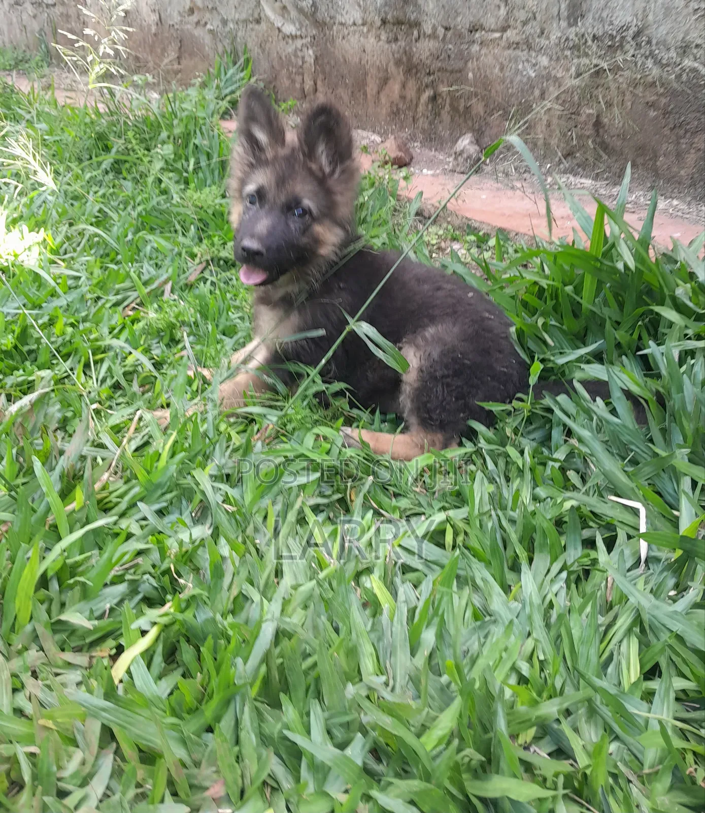 1-3 months Male Purebred German Shepherd