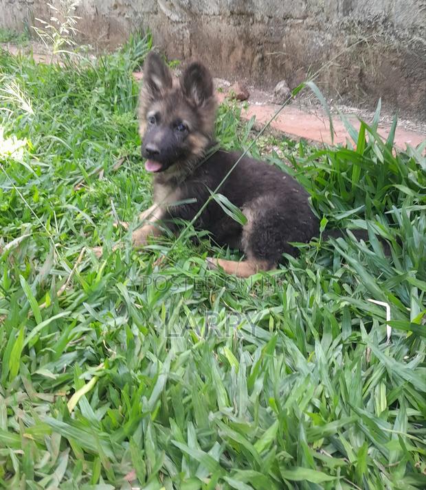 1-3 months Male Purebred German Shepherd - thumbnail 3