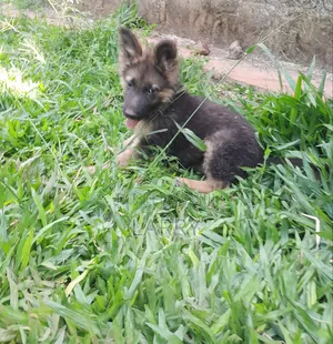 1-3 months Male Purebred German Shepherd