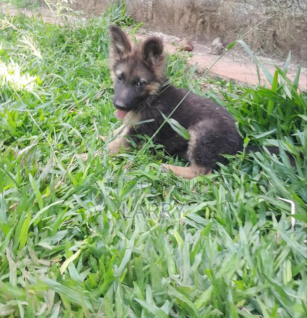 1-3 months Male Purebred German Shepherd - thumbnail 4