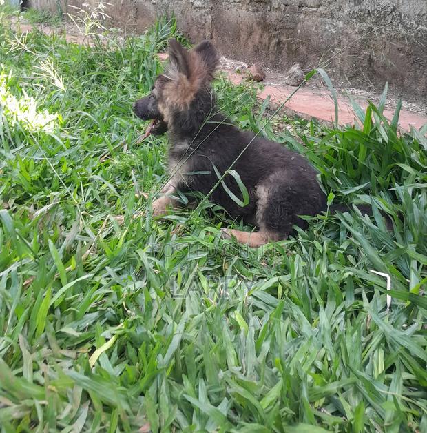 1-3 months Male Purebred German Shepherd - thumbnail 5