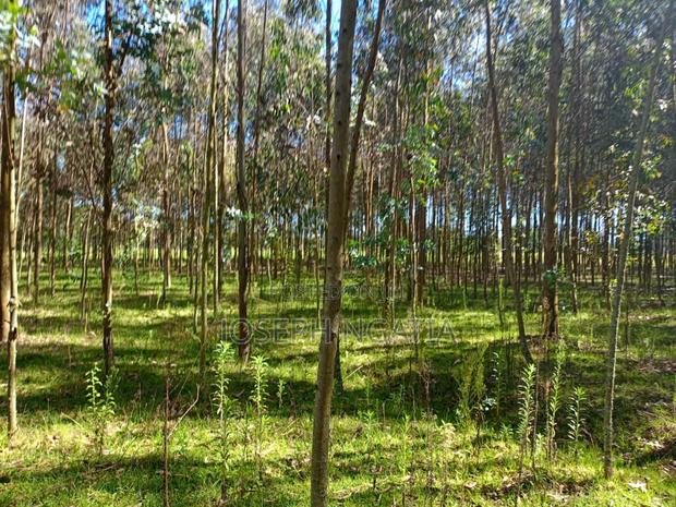 5 Acres on Quick Sale - thumbnail 6