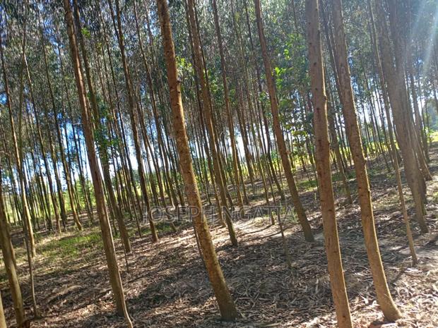 5 Acres on Quick Sale - thumbnail 8