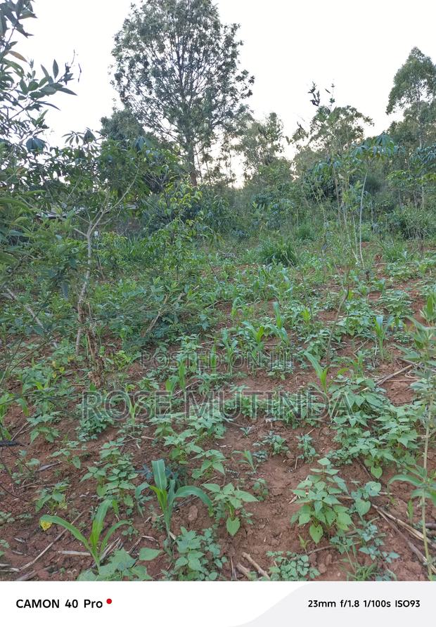 100by 100 at Tala - main view