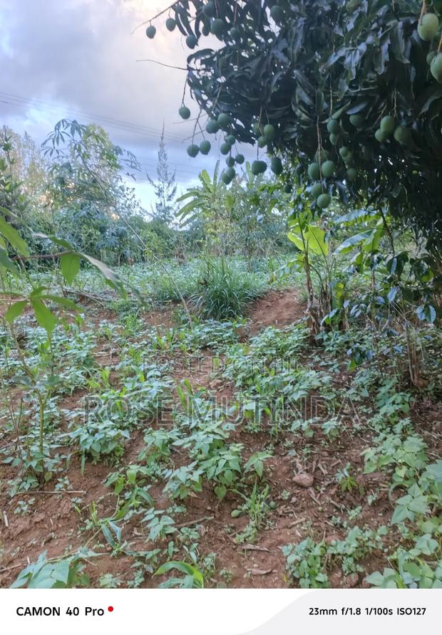 100by 100 at Tala - thumbnail 2