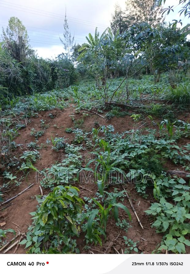 100by 100 at Tala - thumbnail 3