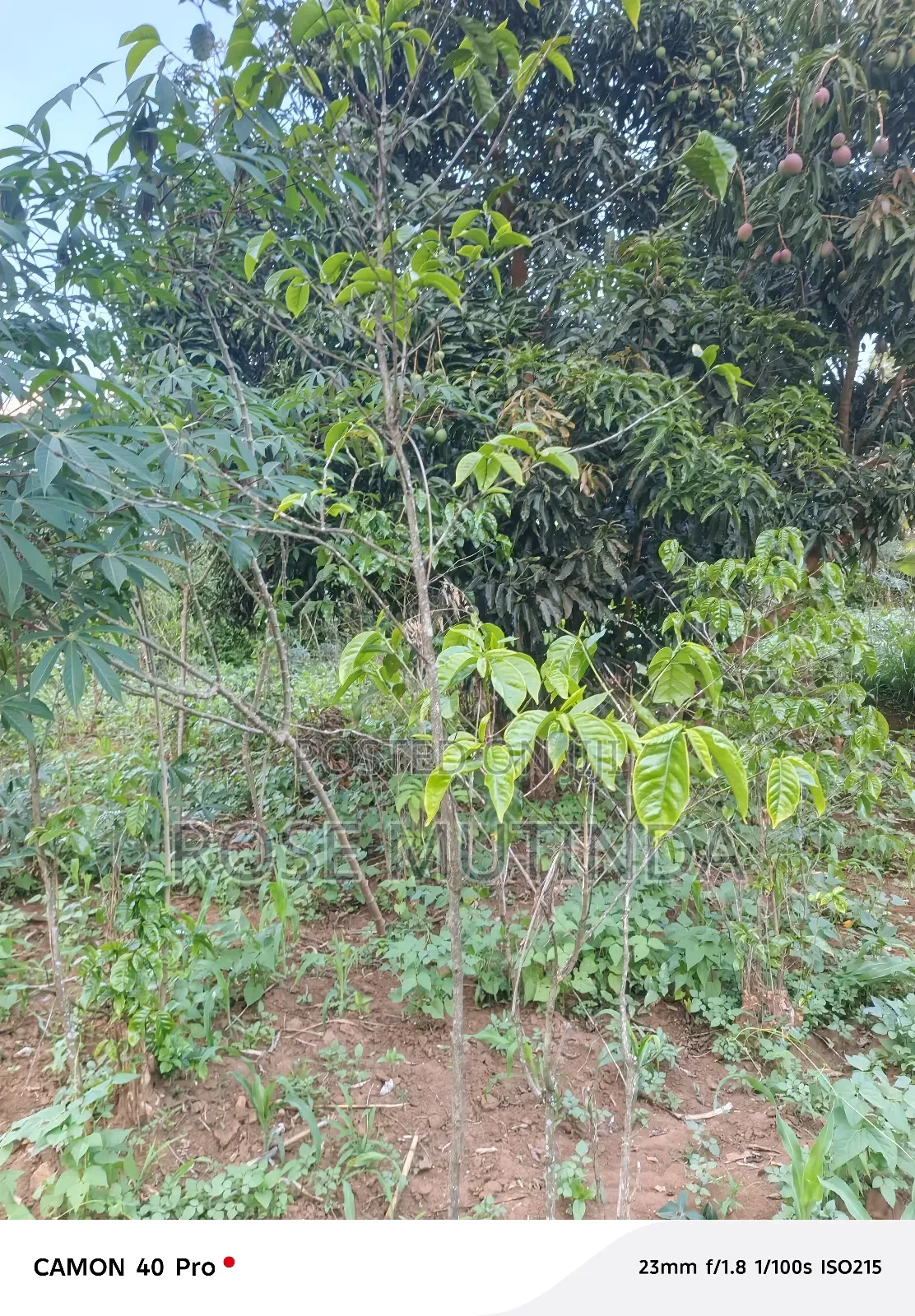 100by 100 at Tala