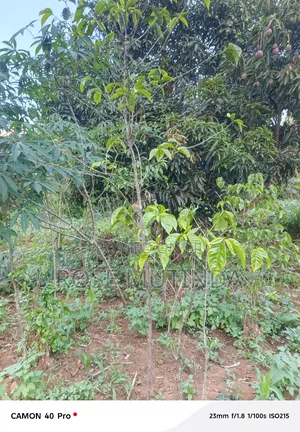 100by 100 at Tala