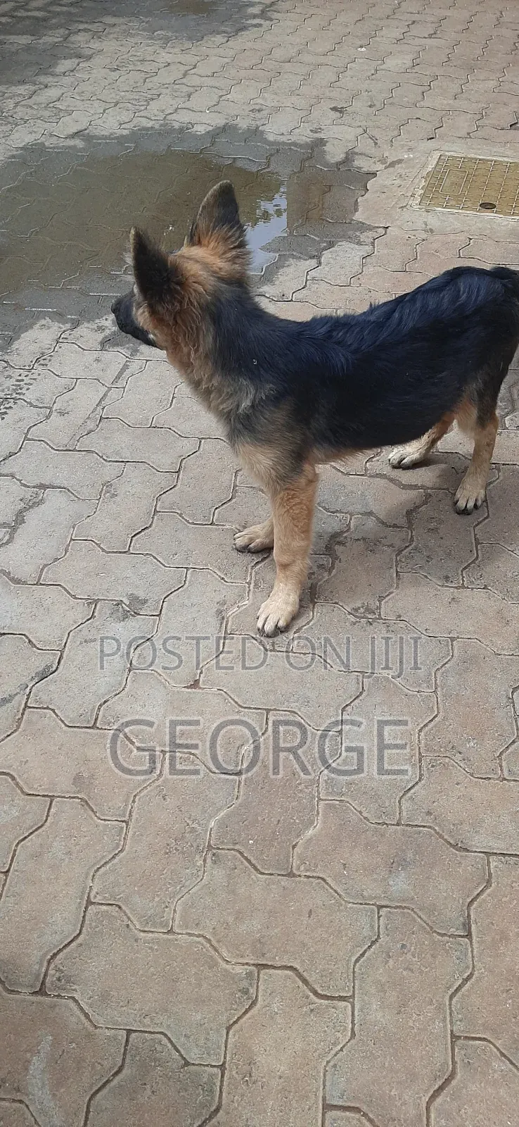 1-3 months Female Purebred German Shepherd