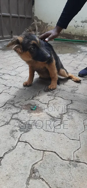 1-3 months Female Purebred German Shepherd