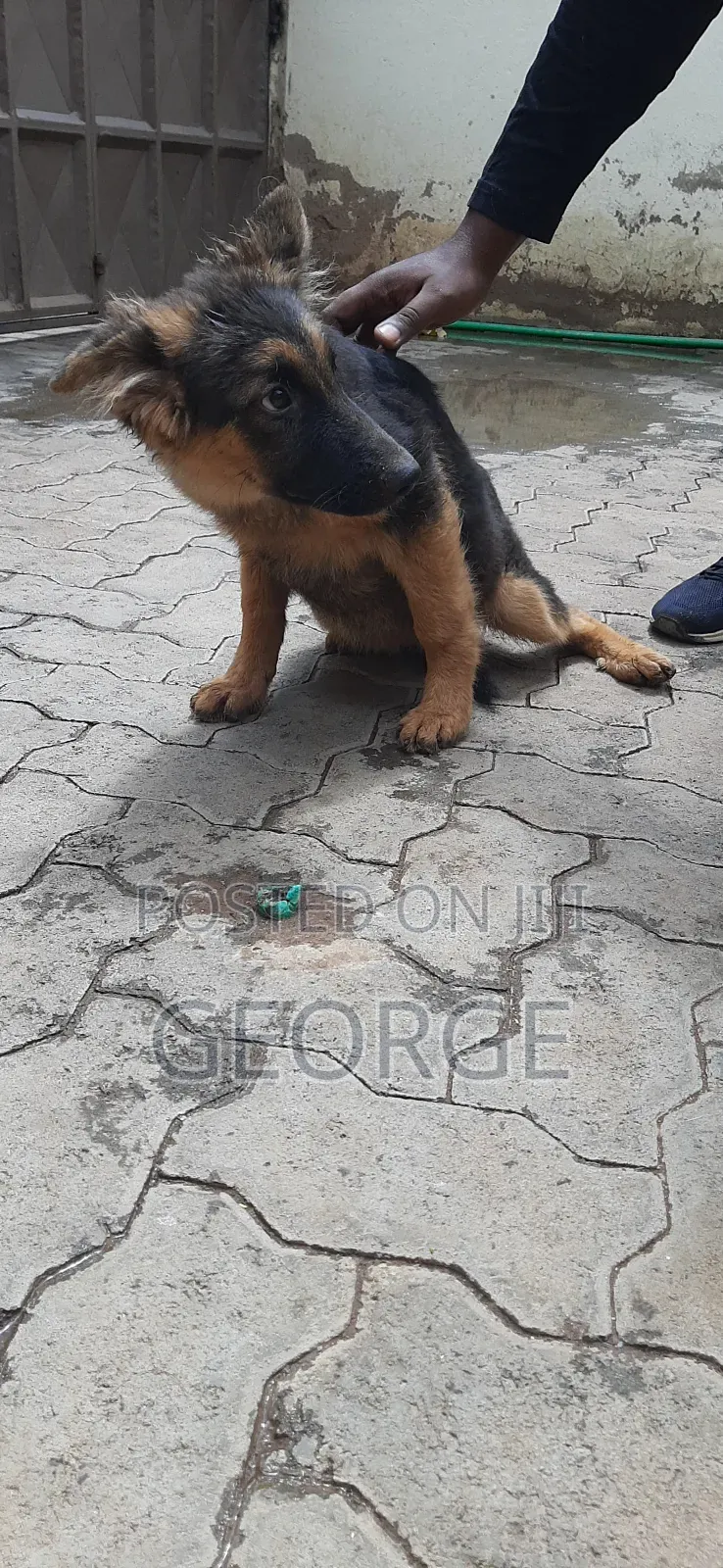 1-3 months Female Purebred German Shepherd