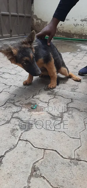 1-3 months Female Purebred German Shepherd