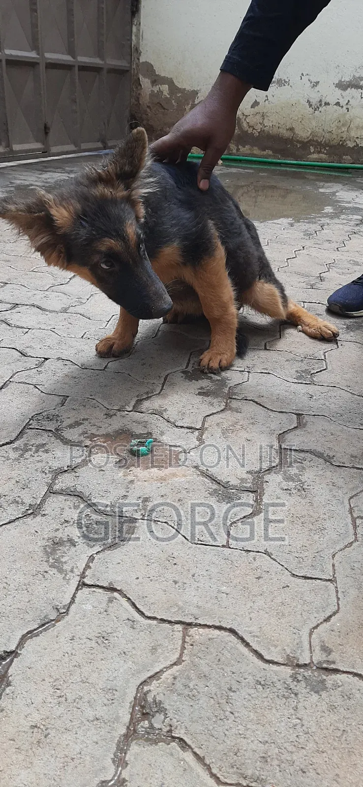 1-3 months Female Purebred German Shepherd