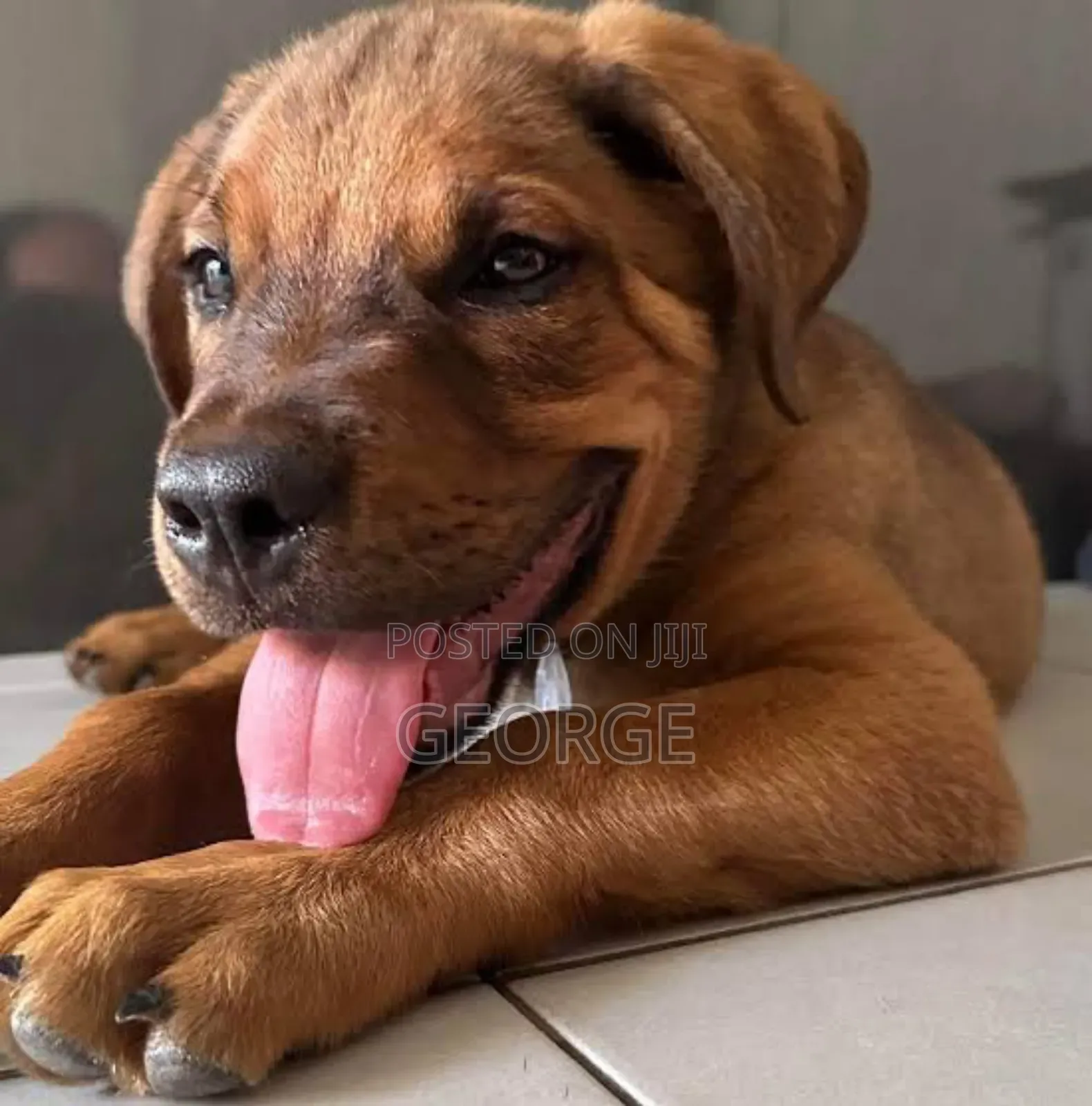 1-3 months Male Purebred Rhodesian Ridgeback
