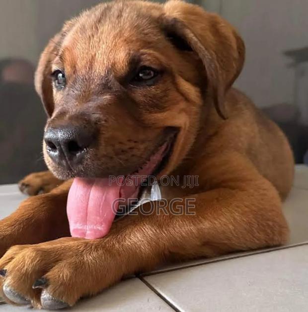 1-3 months Male Purebred Rhodesian Ridgeback