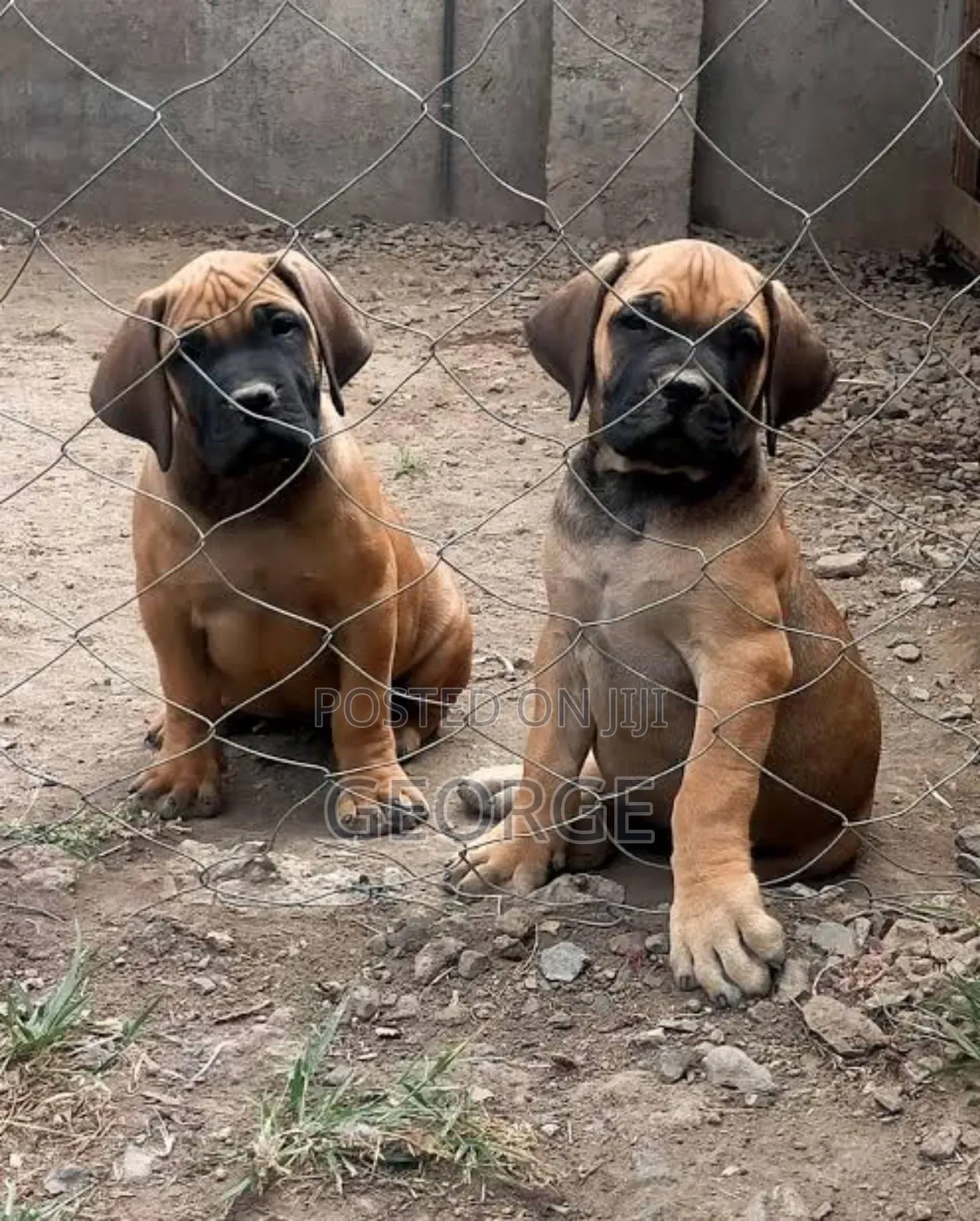 1-3 months Male Purebred Boerboel