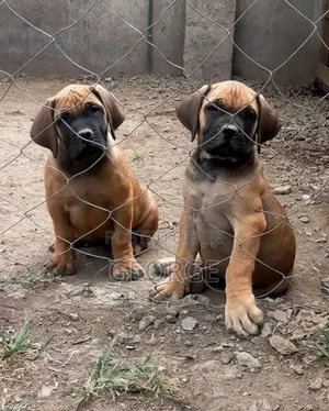 1-3 months Male Purebred Boerboel