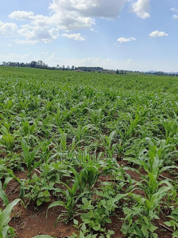 50 by 100 Plot in Nakuru, Bahati for Sale - thumbnail 5