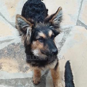 1-3 months Male Mixed Breed German Shepherd - main view