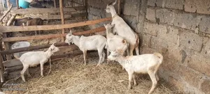 Saanen Breed
