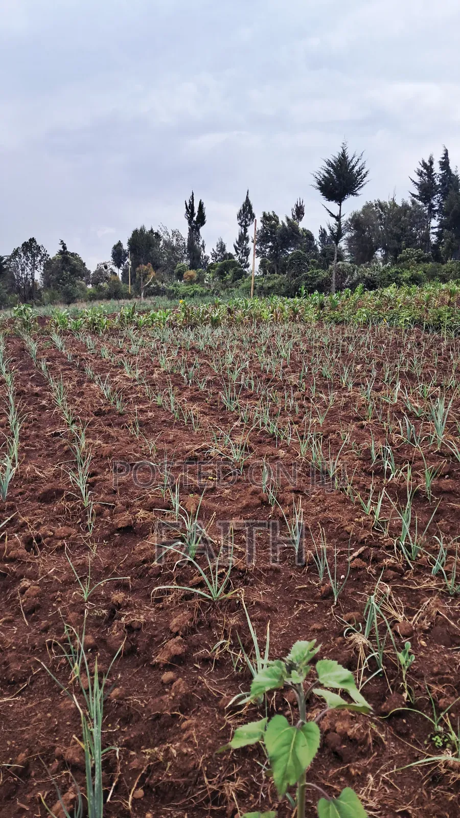2 Acres on Sale