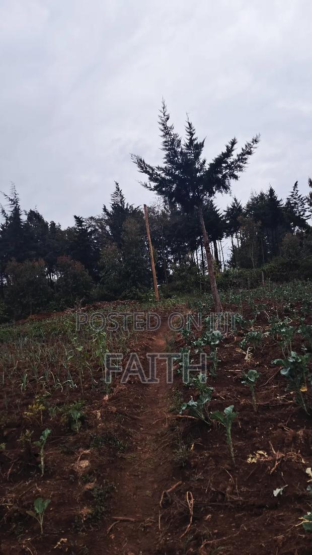 2 Acres on Sale - thumbnail 3