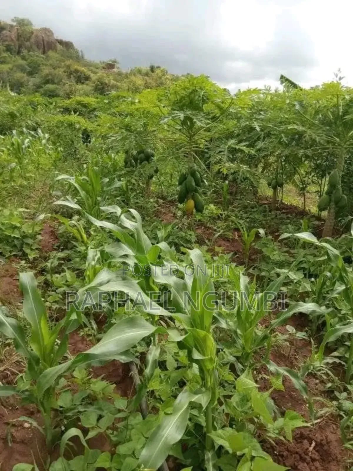 3.5 Acres at Piped Irrigation Land At
