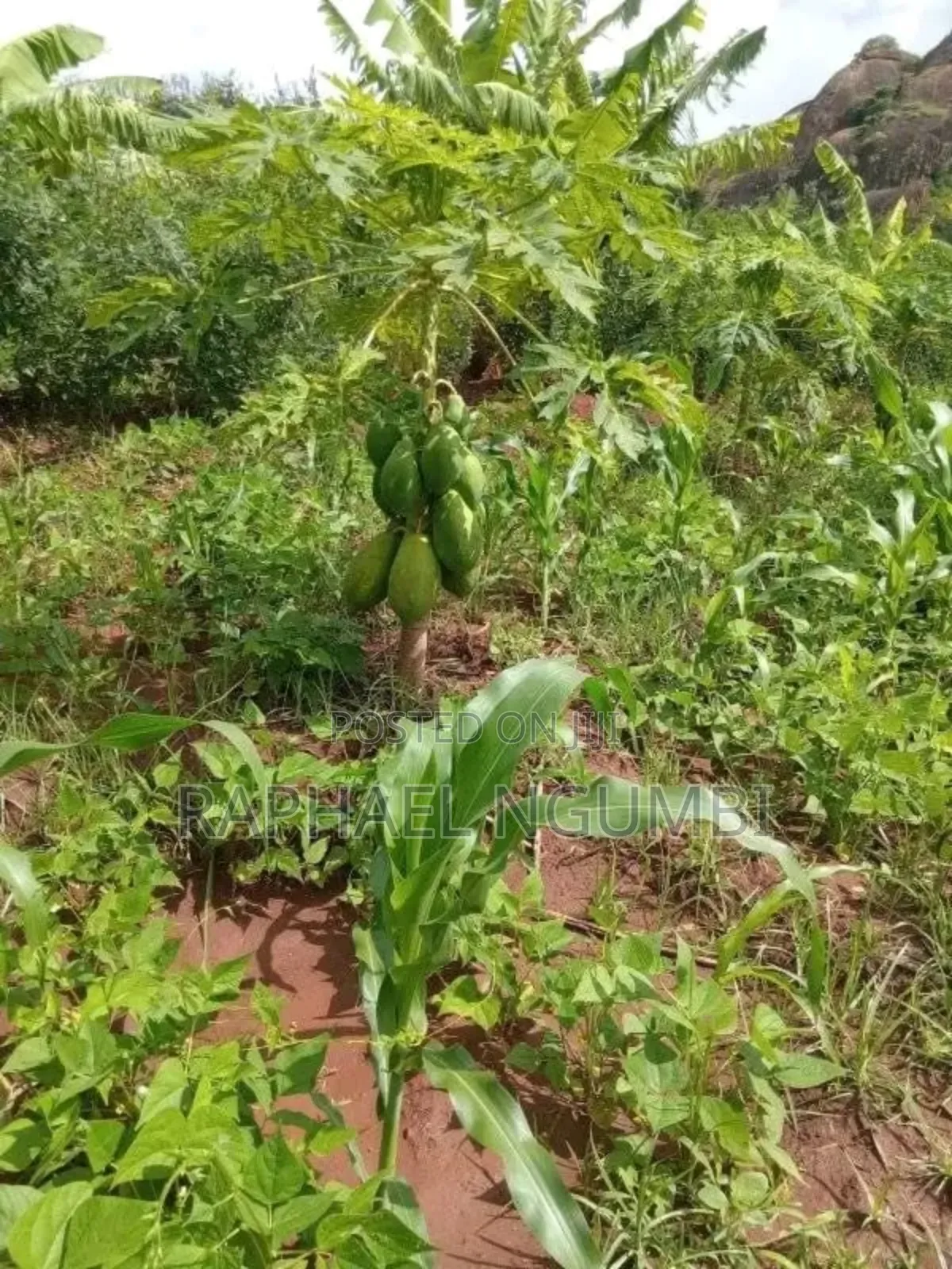 3.5 Acres at Piped Irrigation Land At