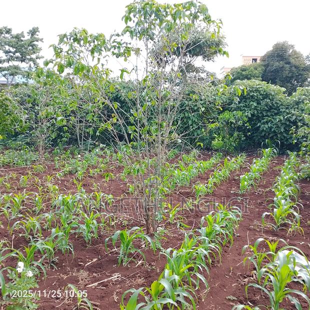 50 X 100 Commercial Plot Kihingo Kiambu - thumbnail 3