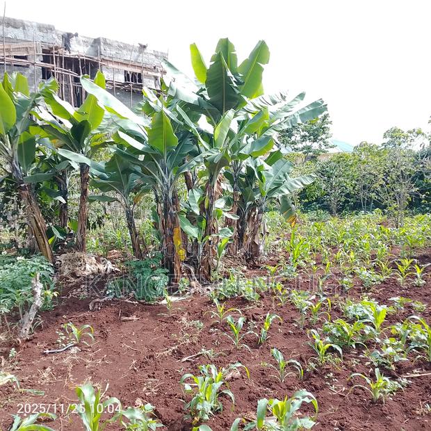 50 X 100 Commercial Plot Kihingo Kiambu - thumbnail 6