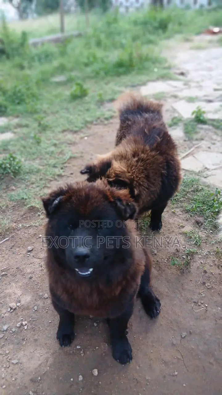 3-6 months Male Purebred Chow Chow