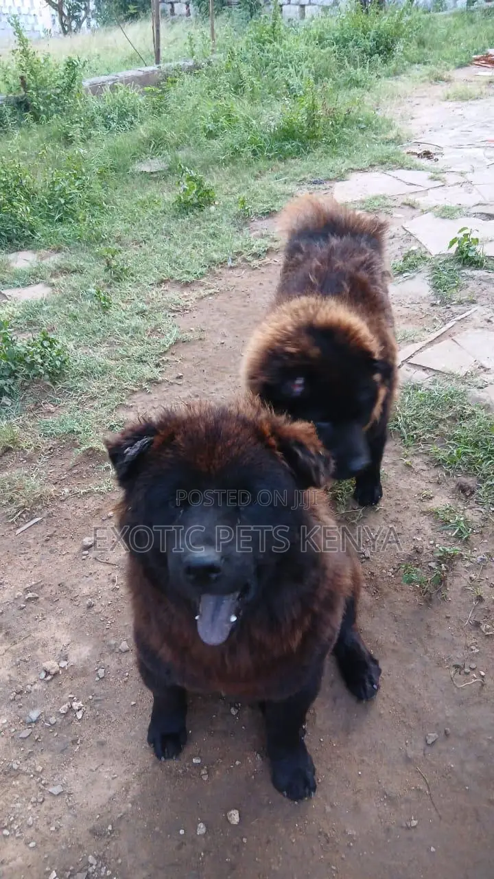 3-6 months Male Purebred Chow Chow