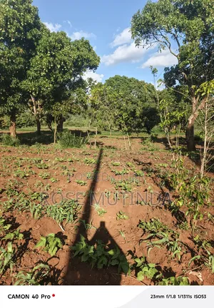 9 Acres at Sengani