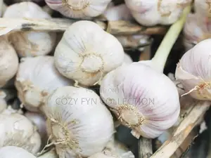 Local Garlic