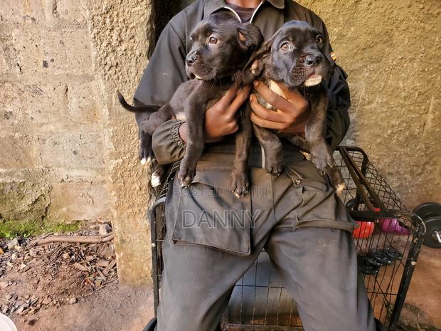 3-6 months Male Purebred Cane Corso - main view
