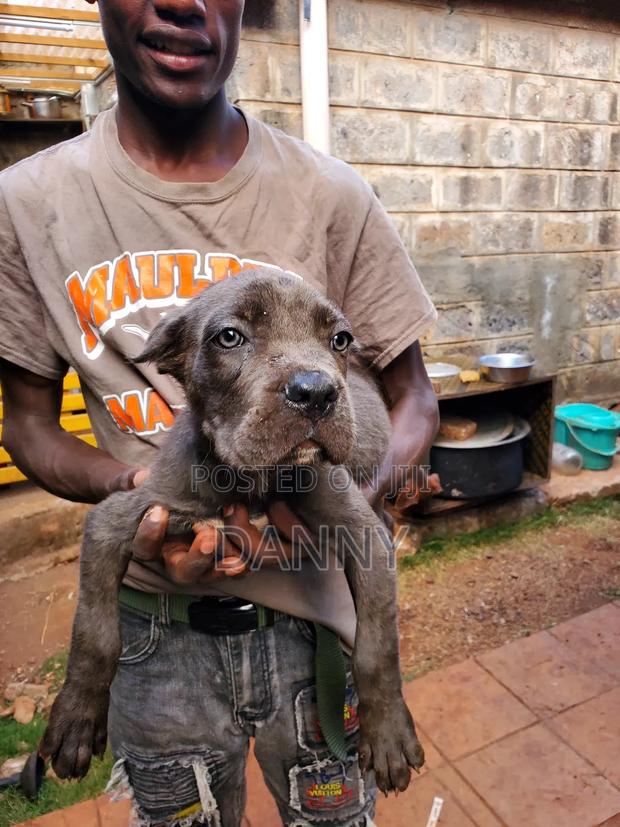 3-6 months Male Purebred Cane Corso - thumbnail 3