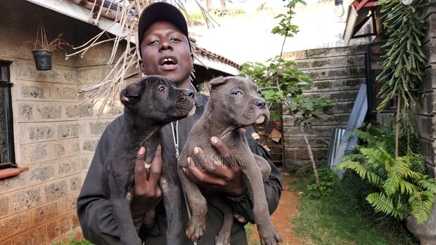 3-6 months Male Purebred Cane Corso - thumbnail 4