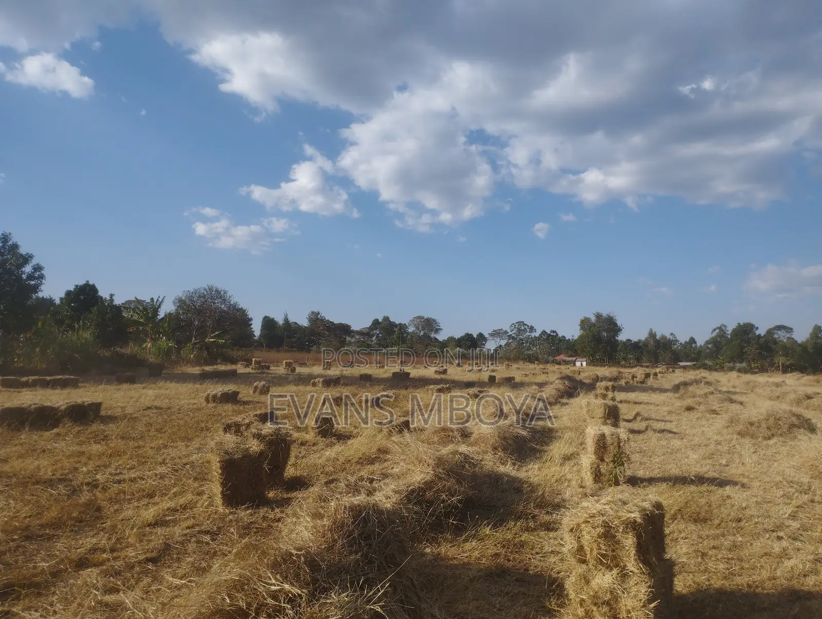 High Quality Dry Hay