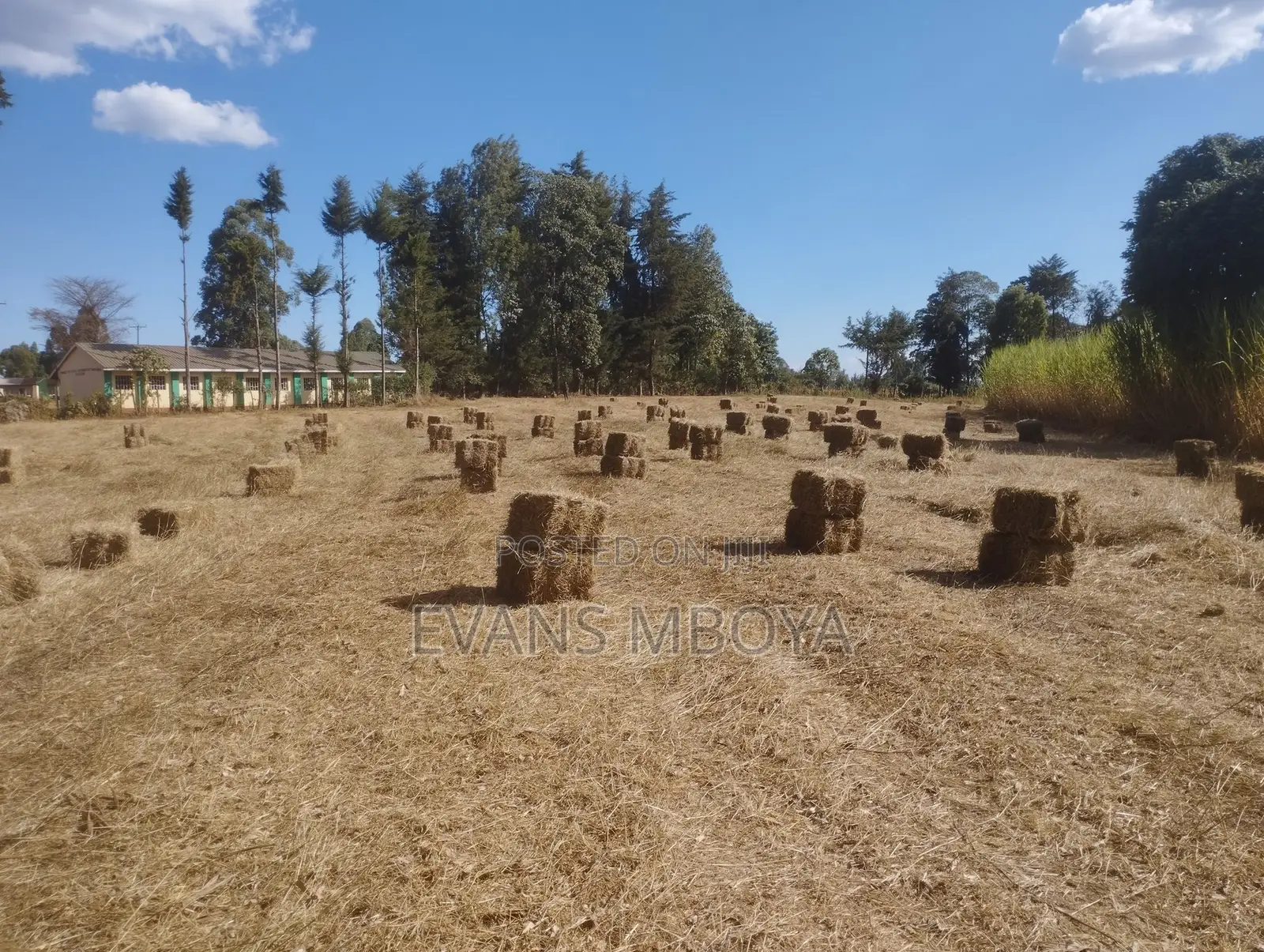 High Quality Dry Hay