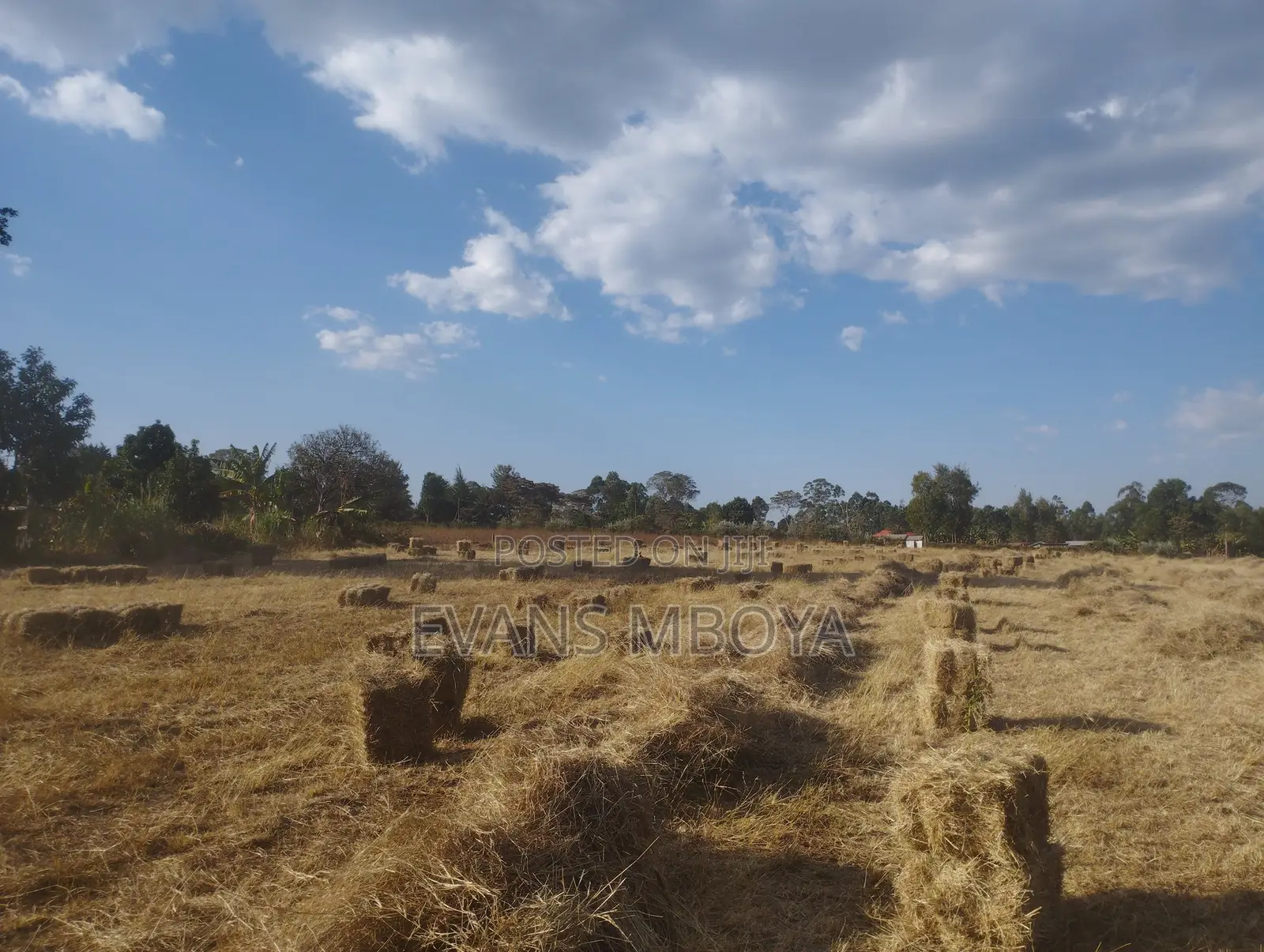 High Quality Dry Hay