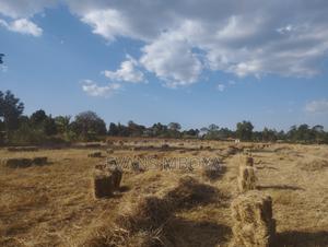 High Quality Dry Hay - thumbnail 2