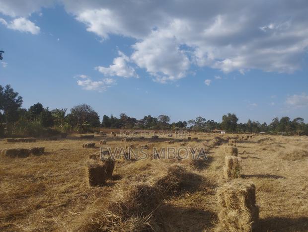High Quality Dry Hay - main view