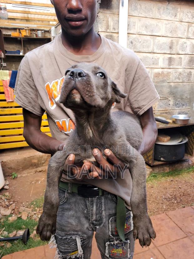 3-6 months Male Purebred Cane Corso - thumbnail 5