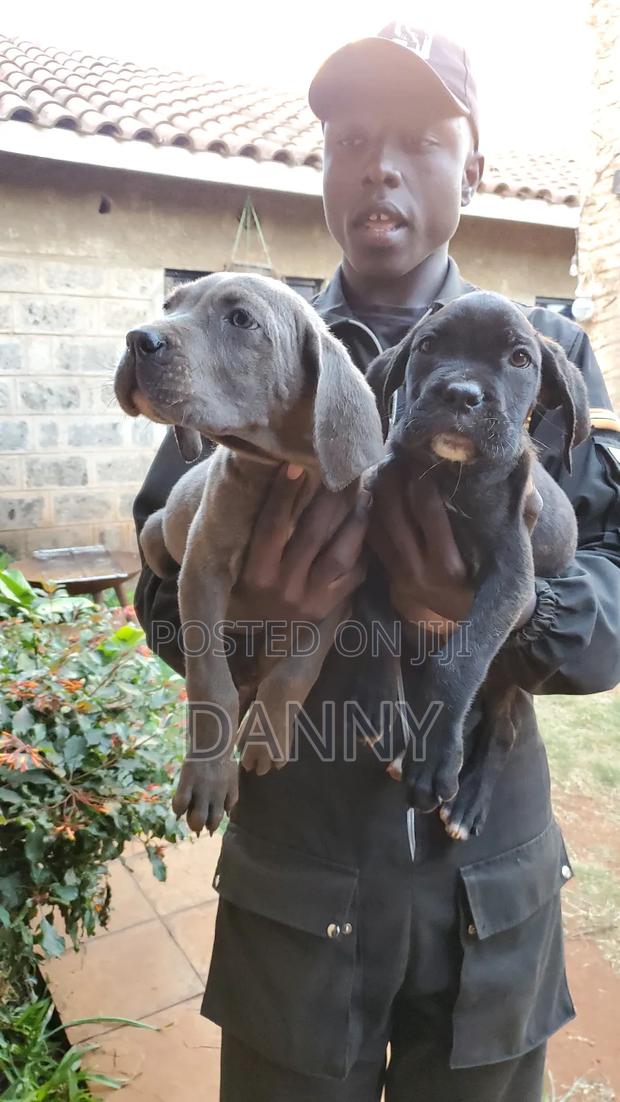 3-6 months Male Purebred Cane Corso - thumbnail 6