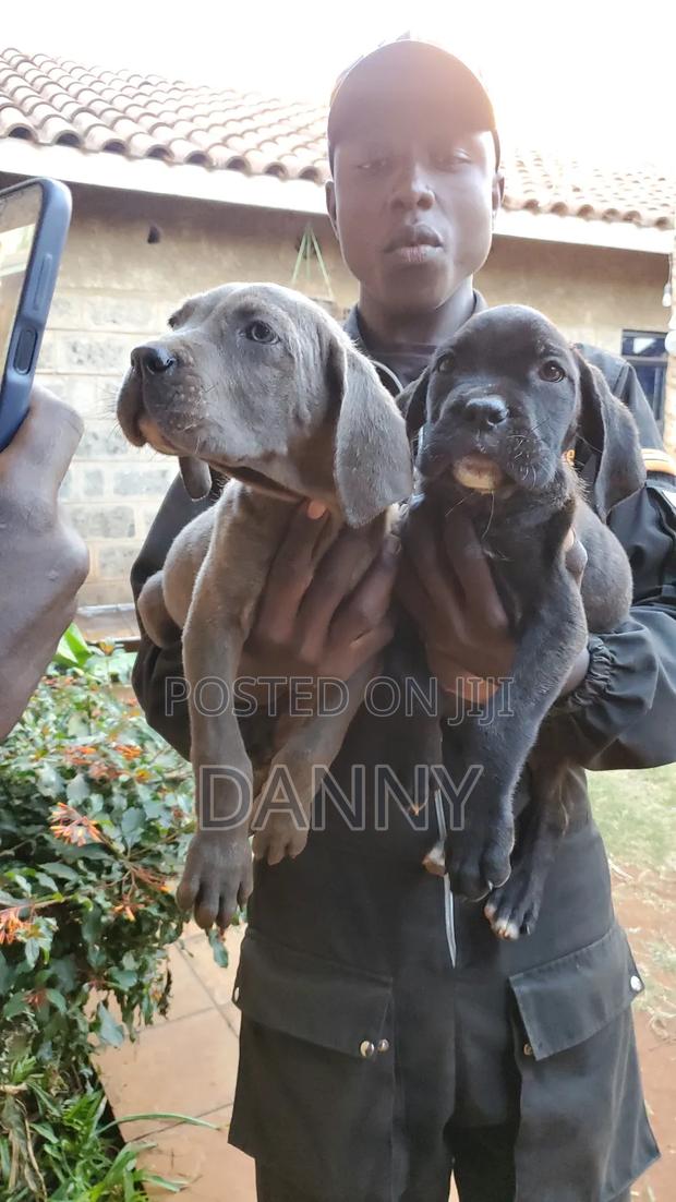 3-6 months Male Purebred Cane Corso - thumbnail 7