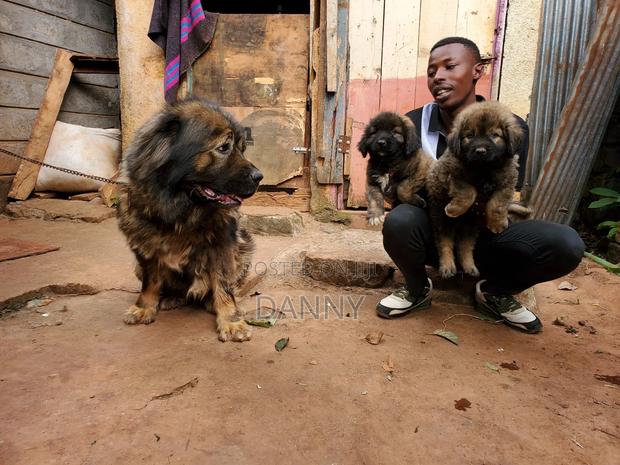 1-3 months Male Purebred Caucasian Shepherd - thumbnail 5