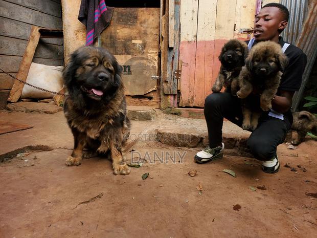 1-3 months Male Purebred Caucasian Shepherd - thumbnail 6