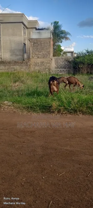 Dairy Goats
