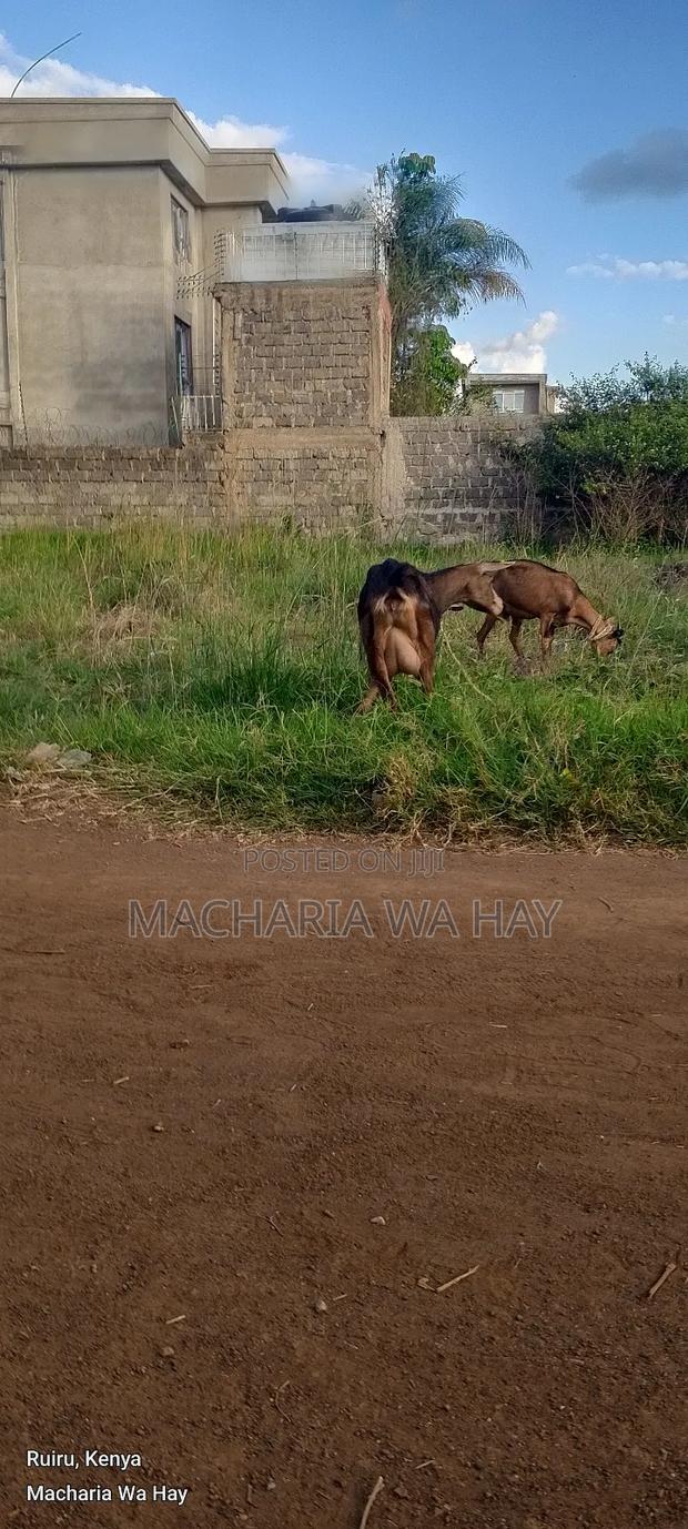 Dairy Goats