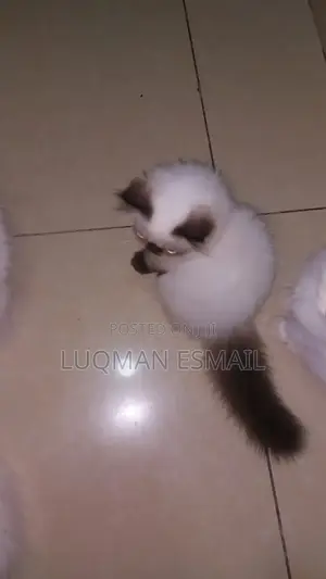 1-3 months Female Purebred Persian